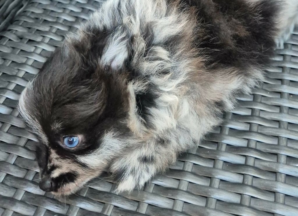 Pomeranian, Dieren en Toebehoren, Keeshond, Reu, 8 tot 15 weken, Eén hond