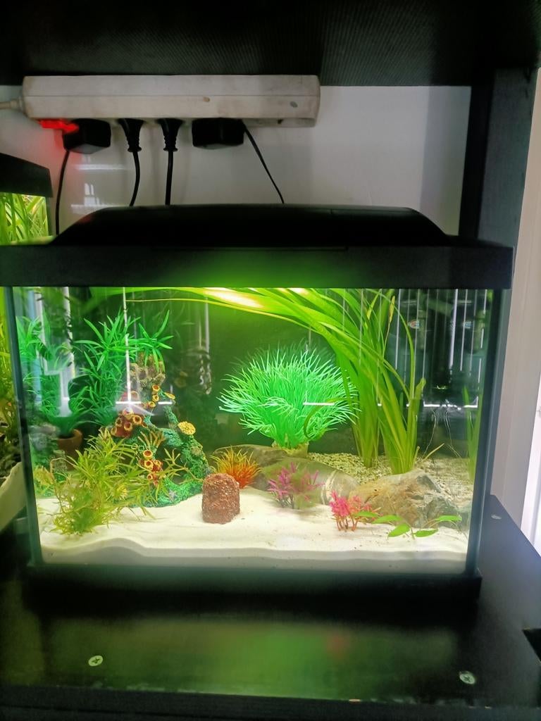 Mooie helemaal compleet aquarium 36 cm in Rotterdam, Ophalen, Zo goed als nieuw, Gevuld zoetwateraquarium