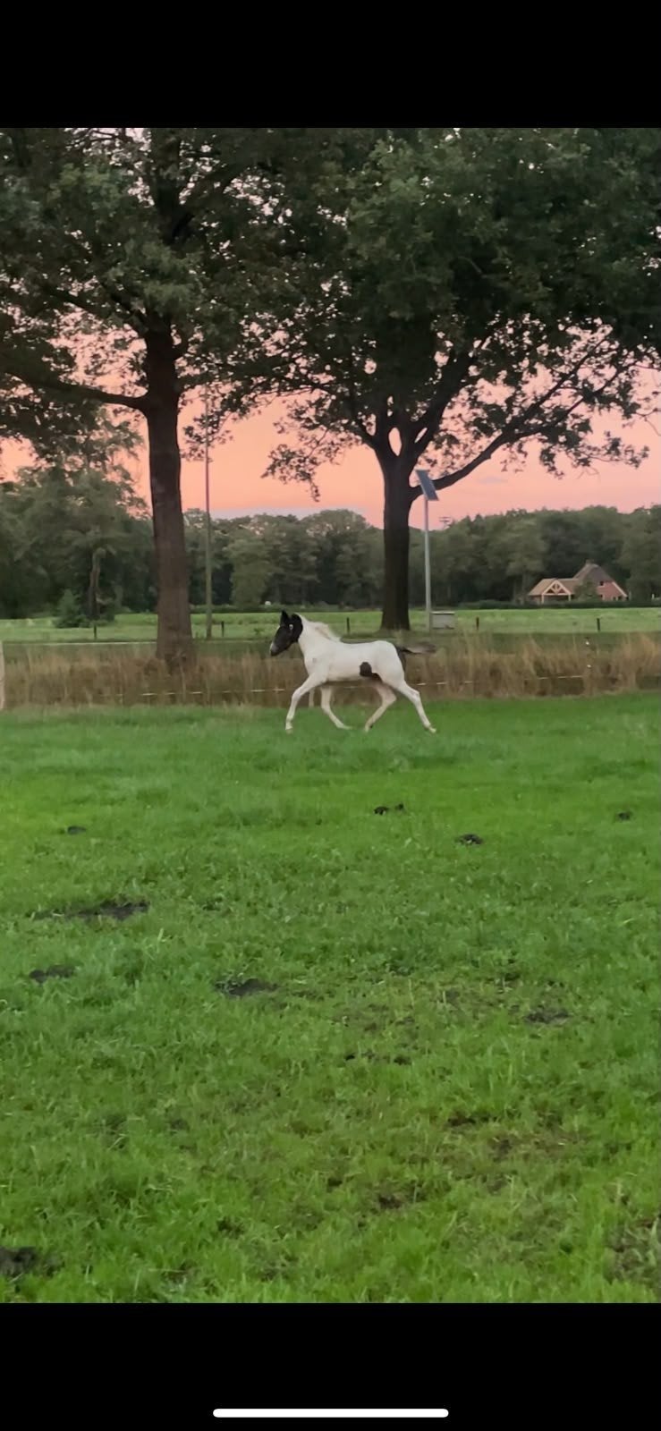 Te koop,  mooie bont D pony merrieveulen., Merrie