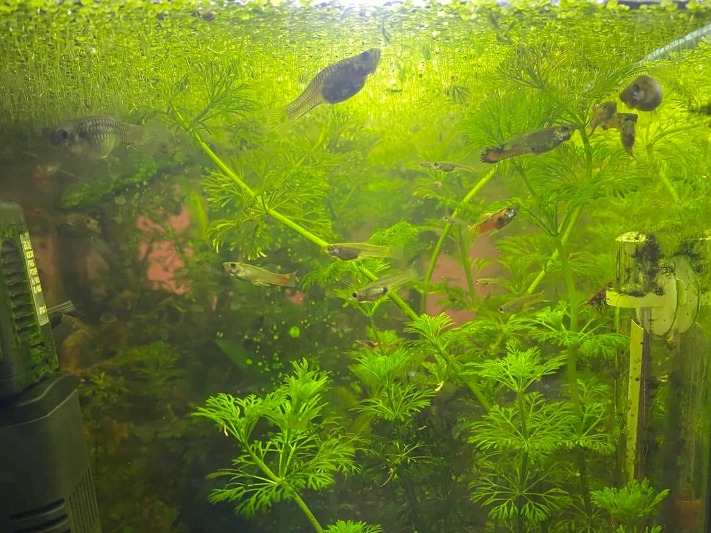 Endler guppy’s, Dieren en Toebehoren, Vissen | Aquariumvissen, Vis