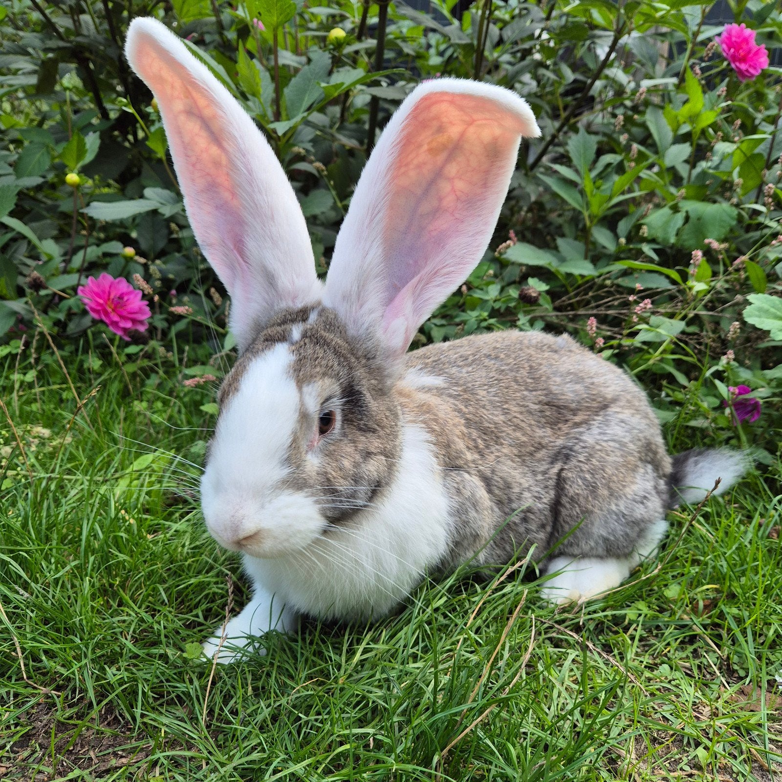 Lieve witoor ram, gecastreerd, gevaccineerd,  OUDERS GROOT!, Dieren en Toebehoren, Mannelijk, Dwerg, 0 tot 2 jaar