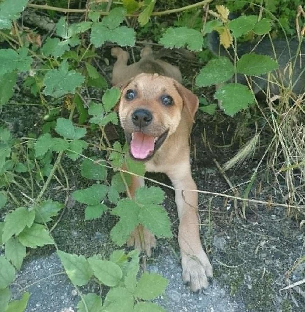 lieve pups zoeken fijne huisjes, Dieren en Toebehoren, 8 tot 15 weken, Parvo, Meerdere, Meerdere dieren