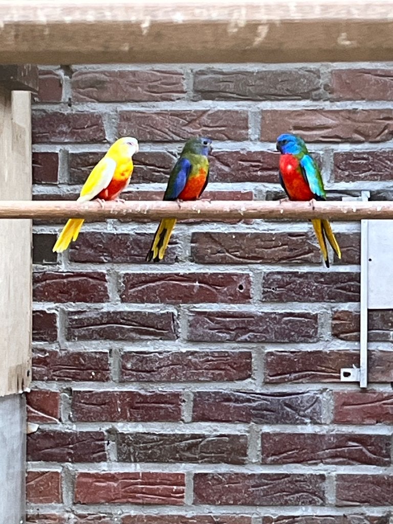 Splendid roodbuik, Dieren en Toebehoren, Meerdere dieren, Parkiet, Geringd
