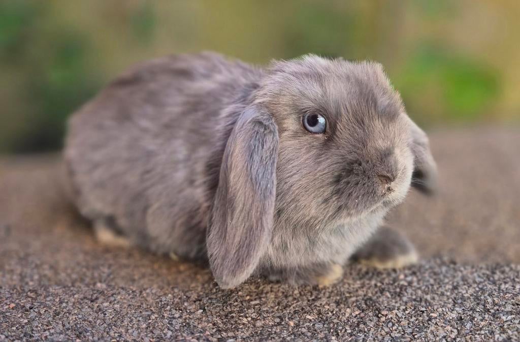 MINILOP x NHD RAM REGIO BALEN, Dieren en Toebehoren, Konijnen, Mannelijk, Dwerg, Hangoor, 0 tot 2 jaar