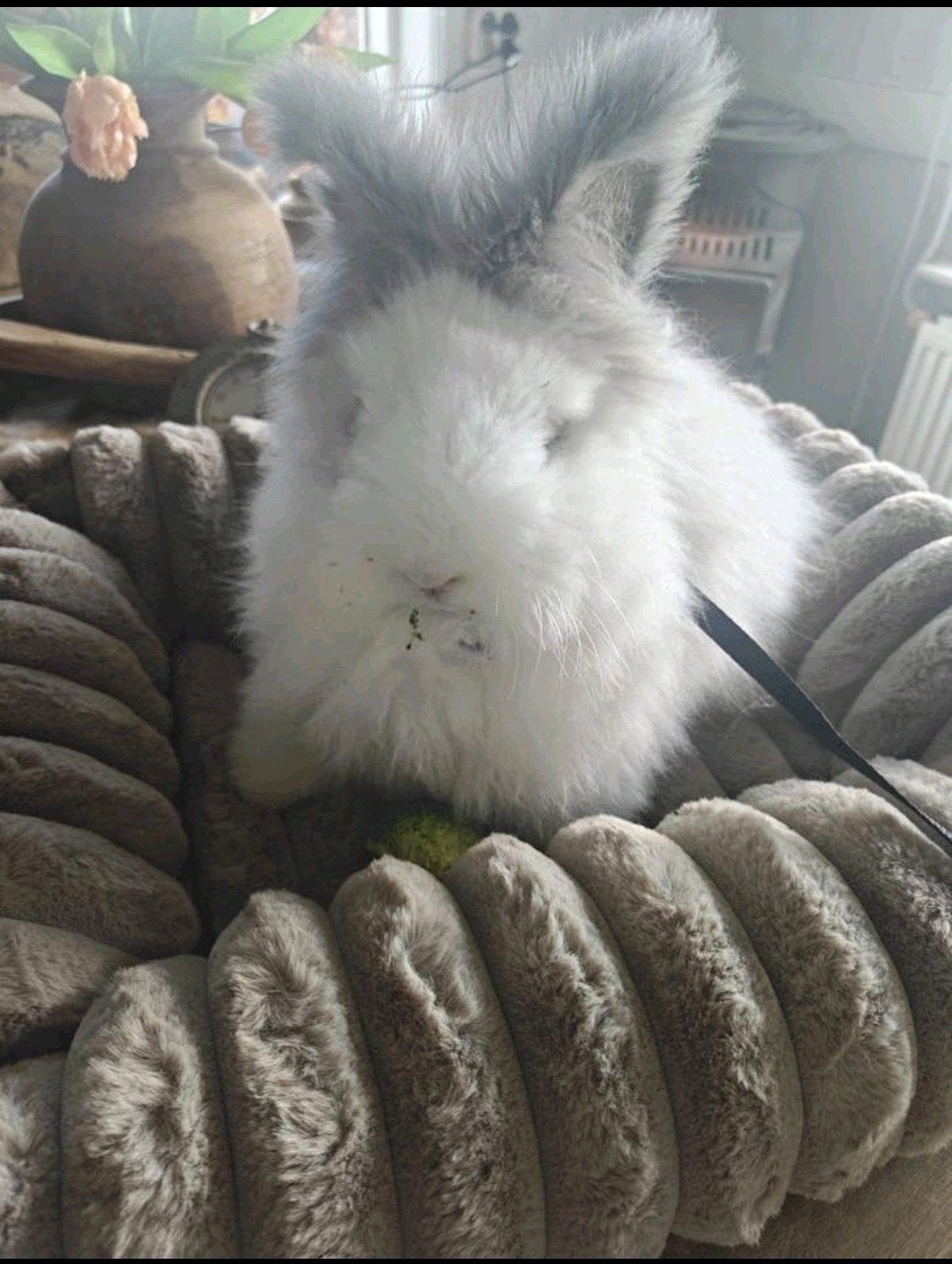 Angora konijn (hondje), Mannelijk, Dwerg, Hangoor
