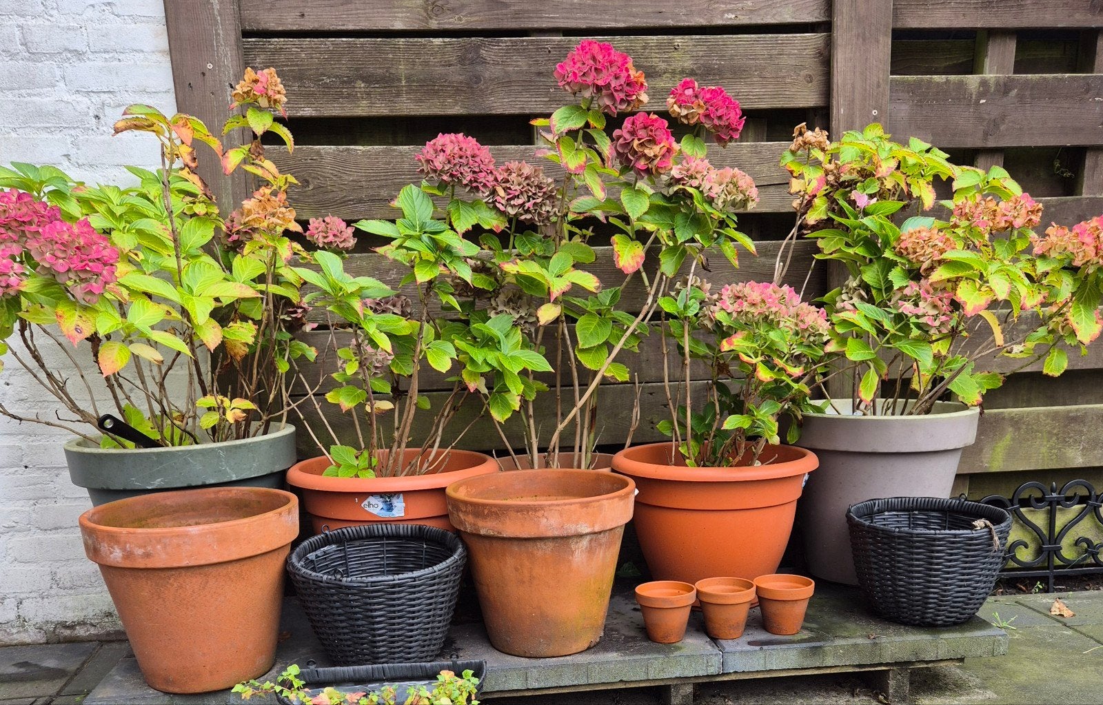 bloempotten met hortensia, Ophalen, Rond, Steen, Minder dan 30 cm