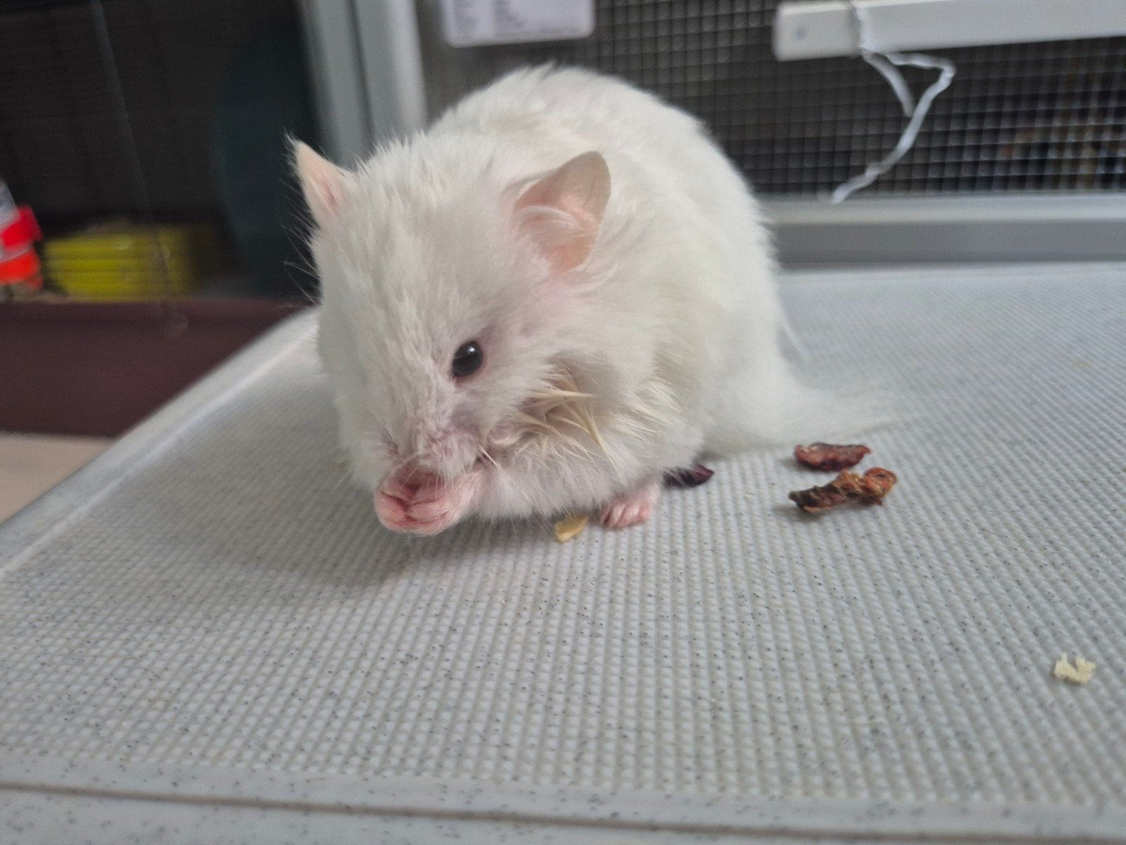 Super lieve Syrische hamster/ Goudhamster dame, Dieren en Toebehoren, Knaagdieren, Hamster, Maart, Vrouwelijk, Tam