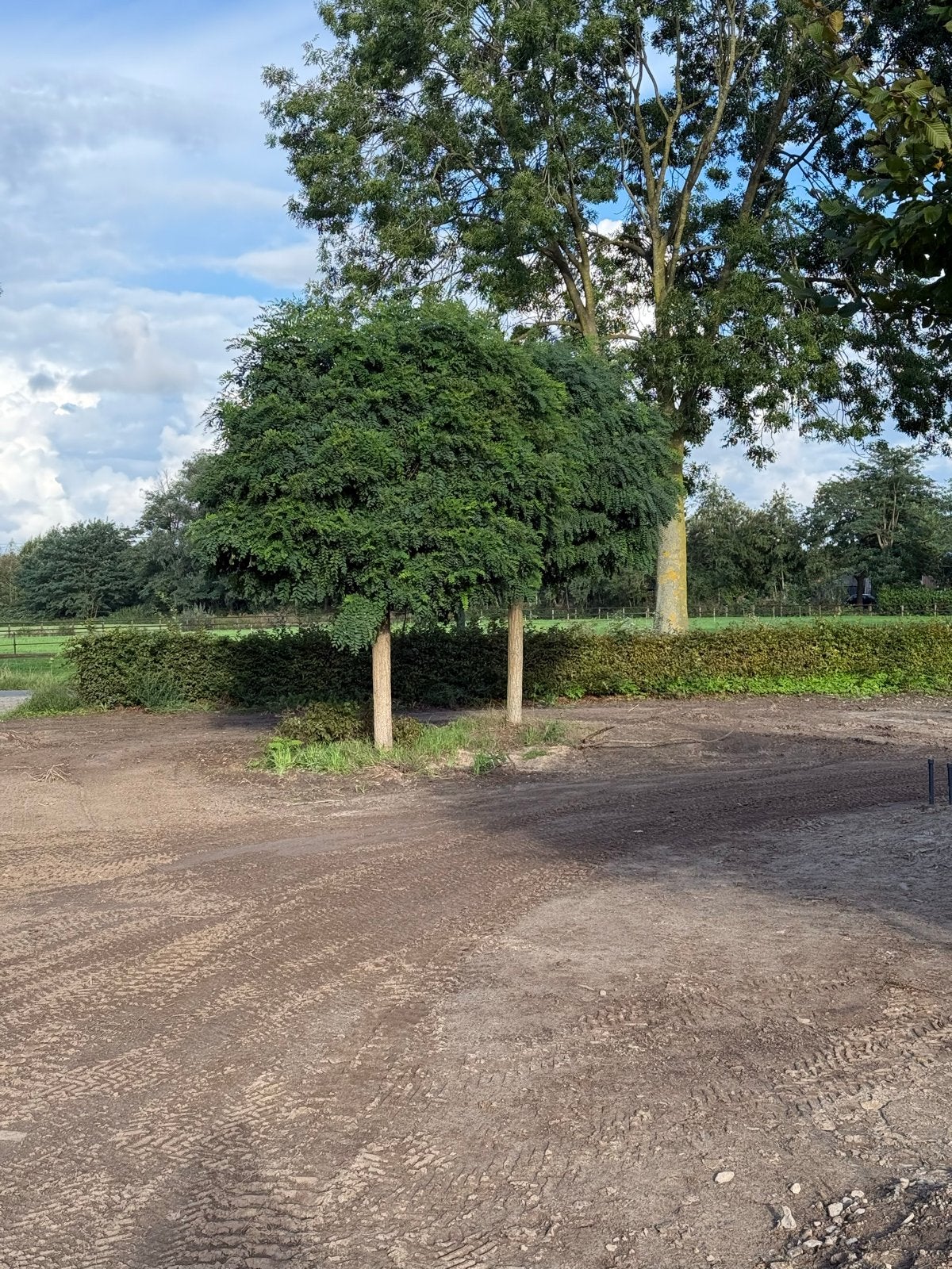 4 Bol acacia’s direct beschikbaar, Tuin en Terras, Lente, 250 tot 400 cm, Ophalen, Volle zon