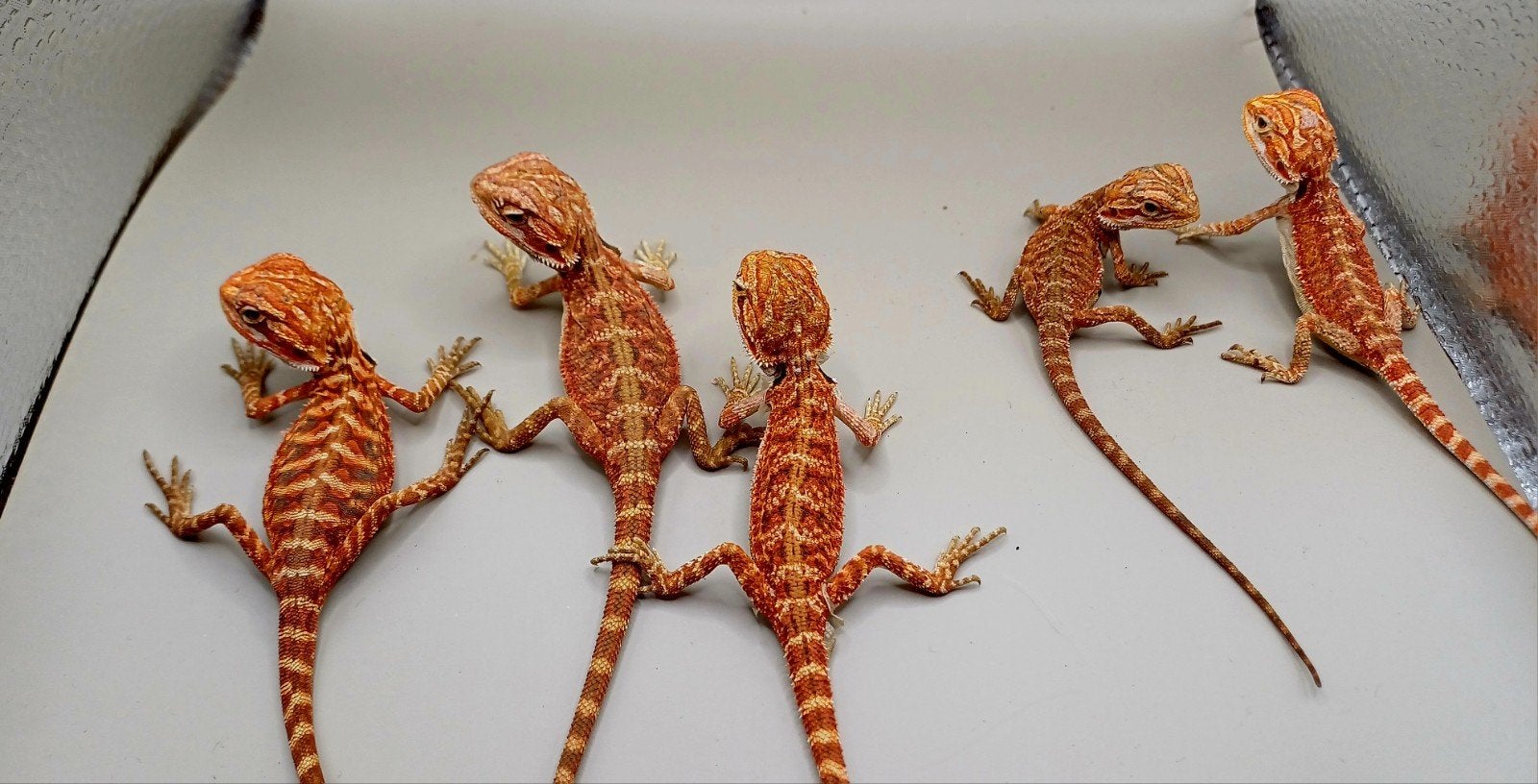 5 jonge rode baardagamen, Dieren en Toebehoren, Reptielen en Amfibieën, Hagedis, 0 tot 2 jaar