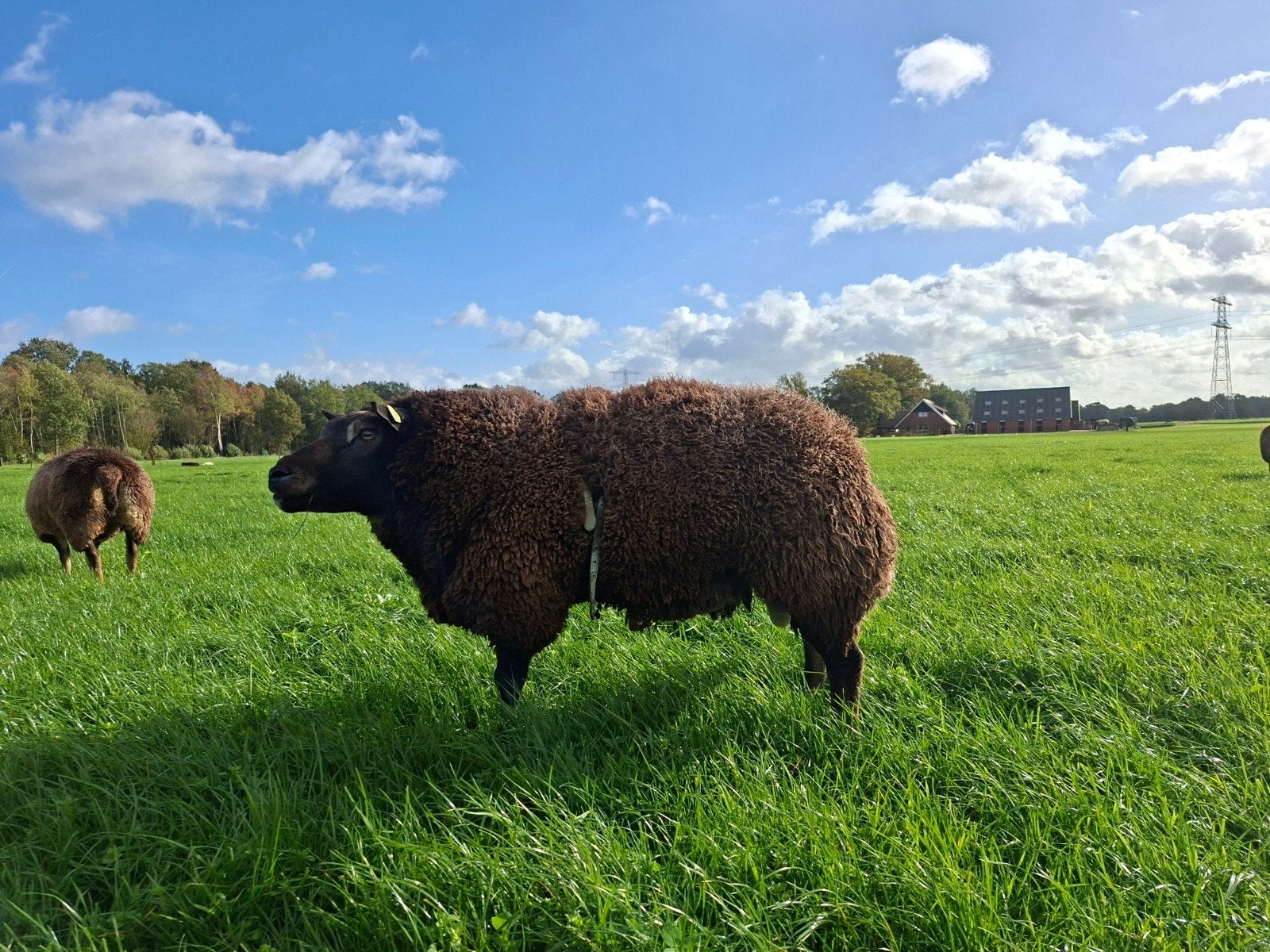 dassenkop ram, Dieren en Toebehoren, Mannelijk, Schaap