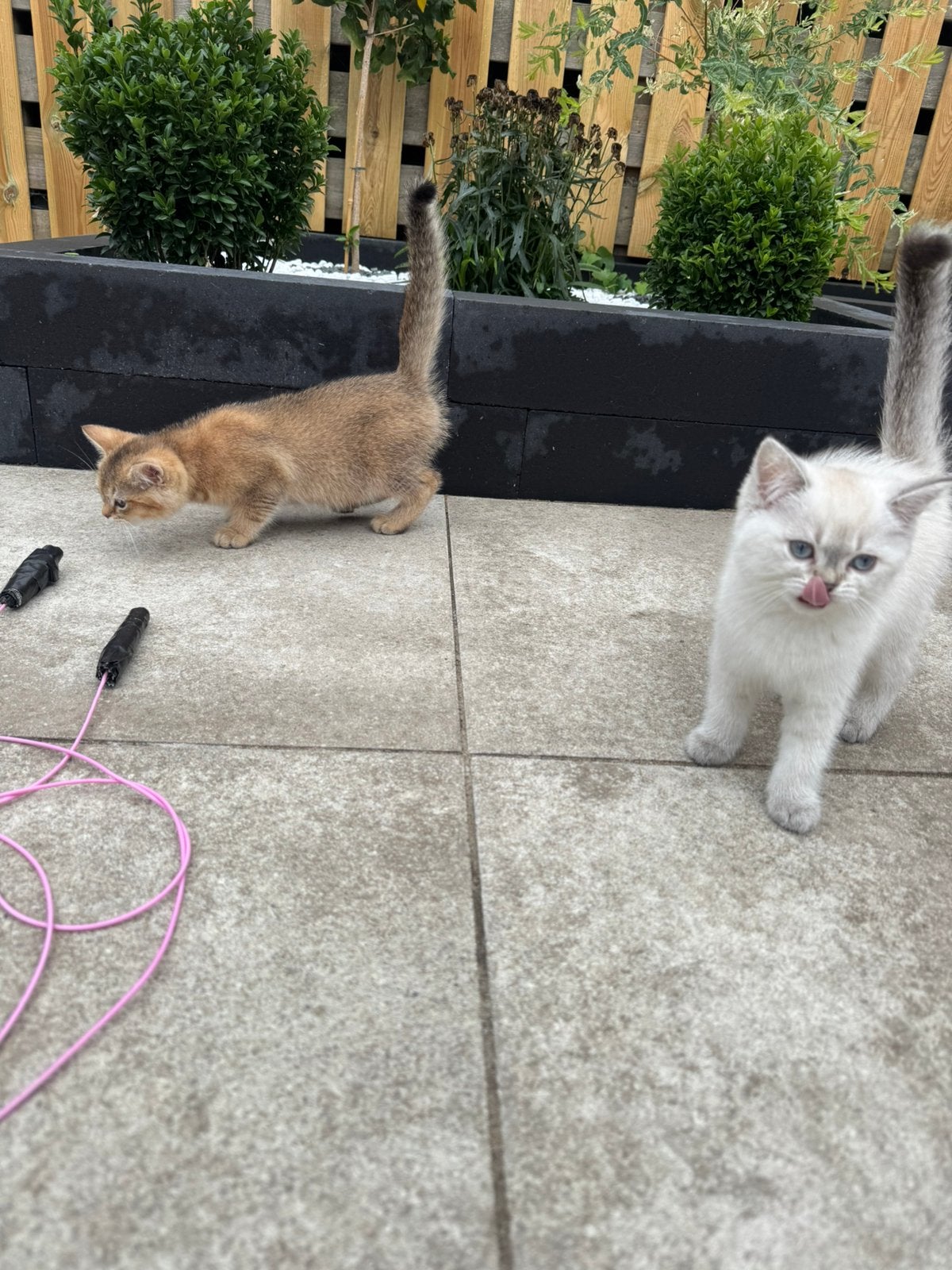 Britse Korthaar kittens, Meerdere dieren, Gechipt, 0 tot 2 jaar