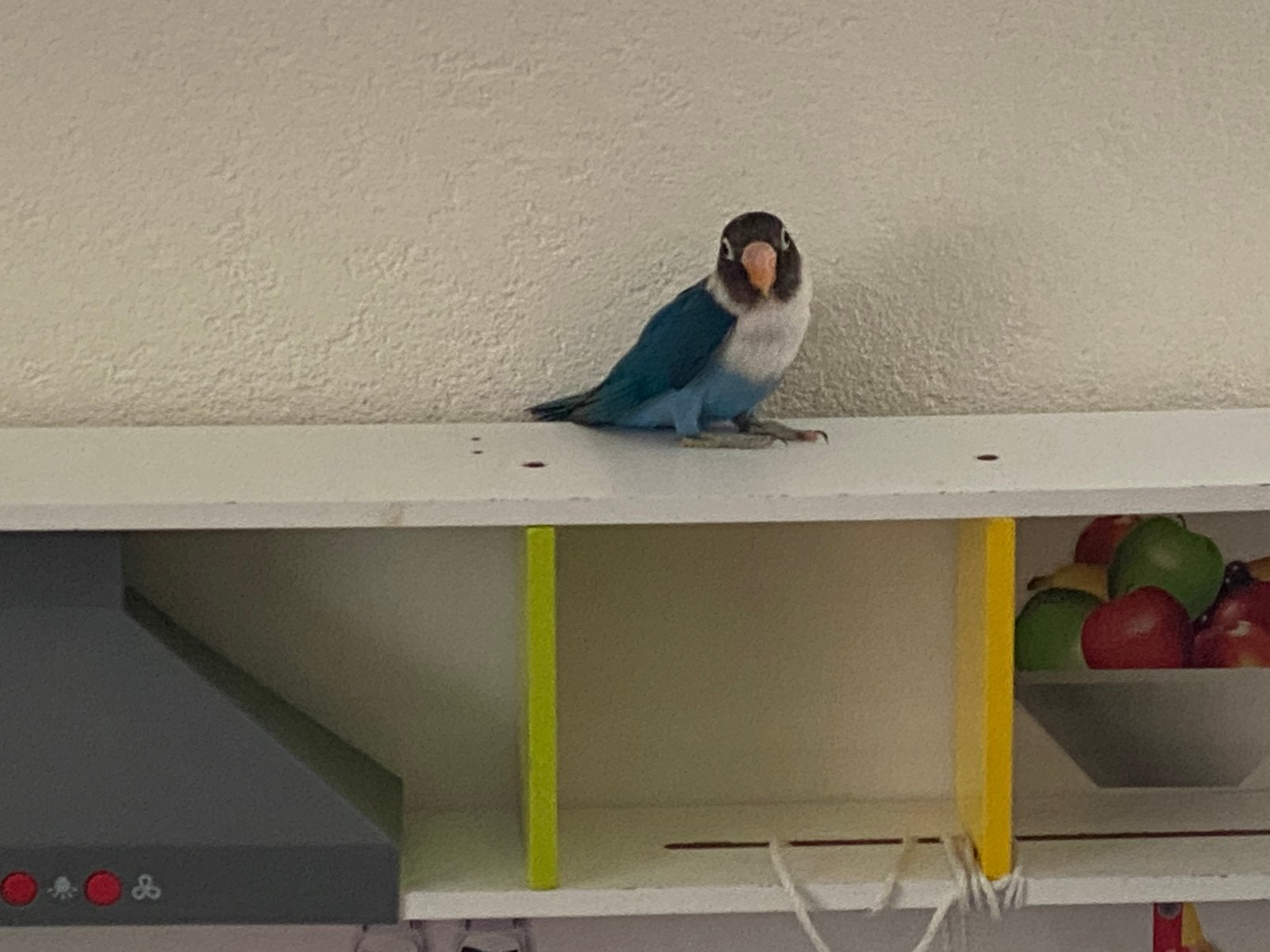 Prachtige en Lieve Agapornis Dwergpapegaai Lovebird Handtam, Meerdere dieren, Dwergpapegaai of Agapornis, Tam