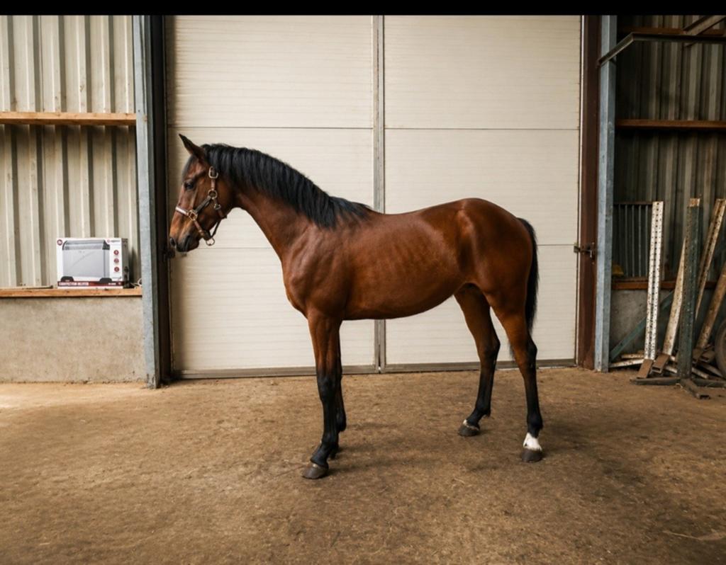 Unieke jaarling hengst!, Hengst, Minder dan 160 cm, 0 tot 2 jaar