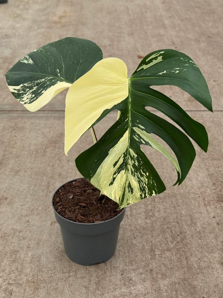 Monstera Jungle Mint, Huis en Inrichting, Kamerplanten, Ophalen of Verzenden, Halfschaduw, Minder dan 100 cm