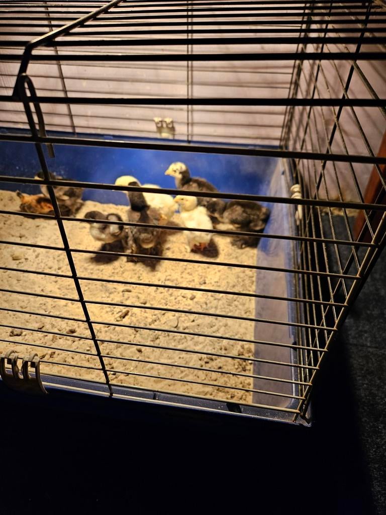 Brahma kuikens, Dieren en Toebehoren, Pluimvee, Geslacht onbekend, Kip