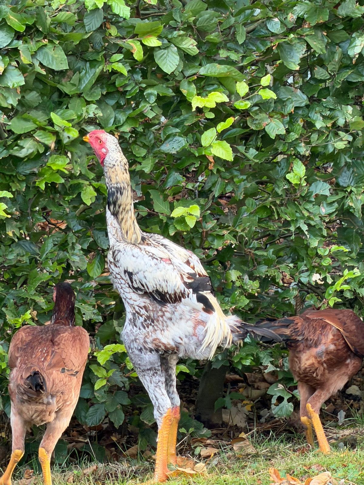 Índio gigante, Dieren en Toebehoren, Meerdere dieren, Kip
