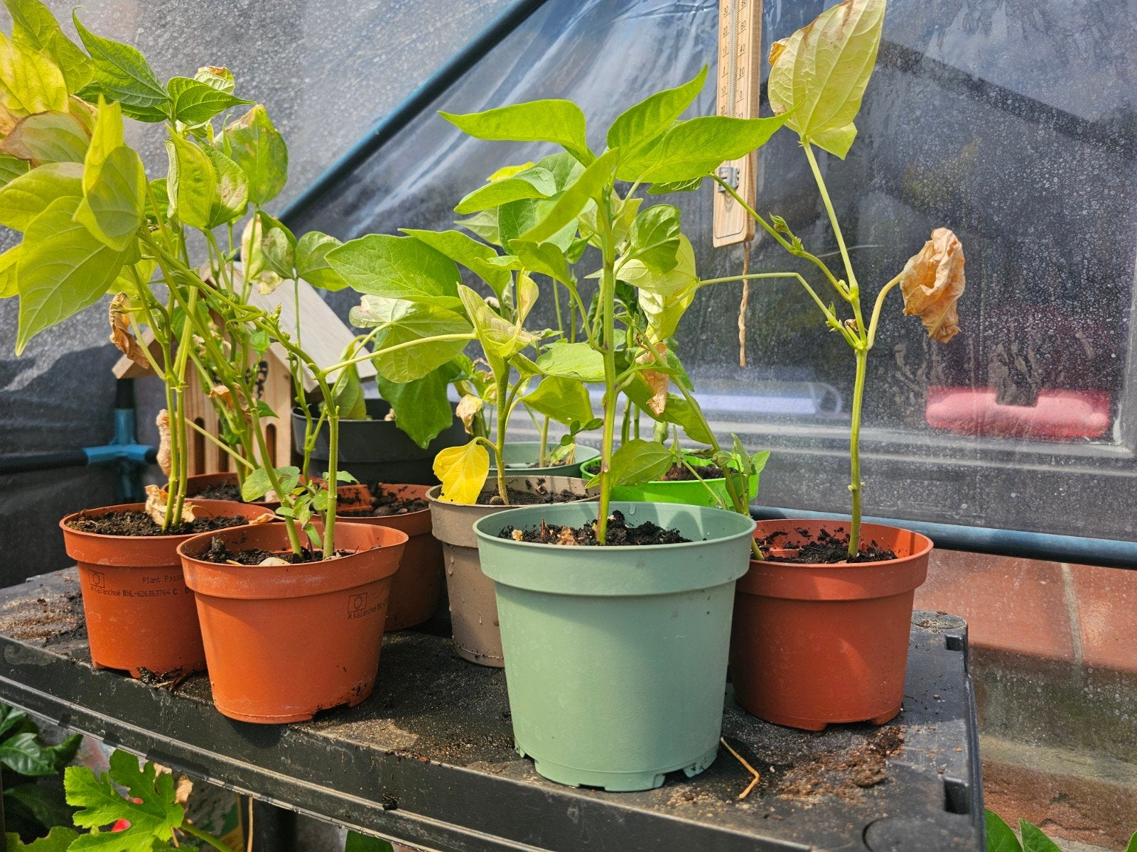Diverse plantjes. Bonen, tomaat, aubergine, Ophalen of Verzenden, Groenteplanten, Volle zon