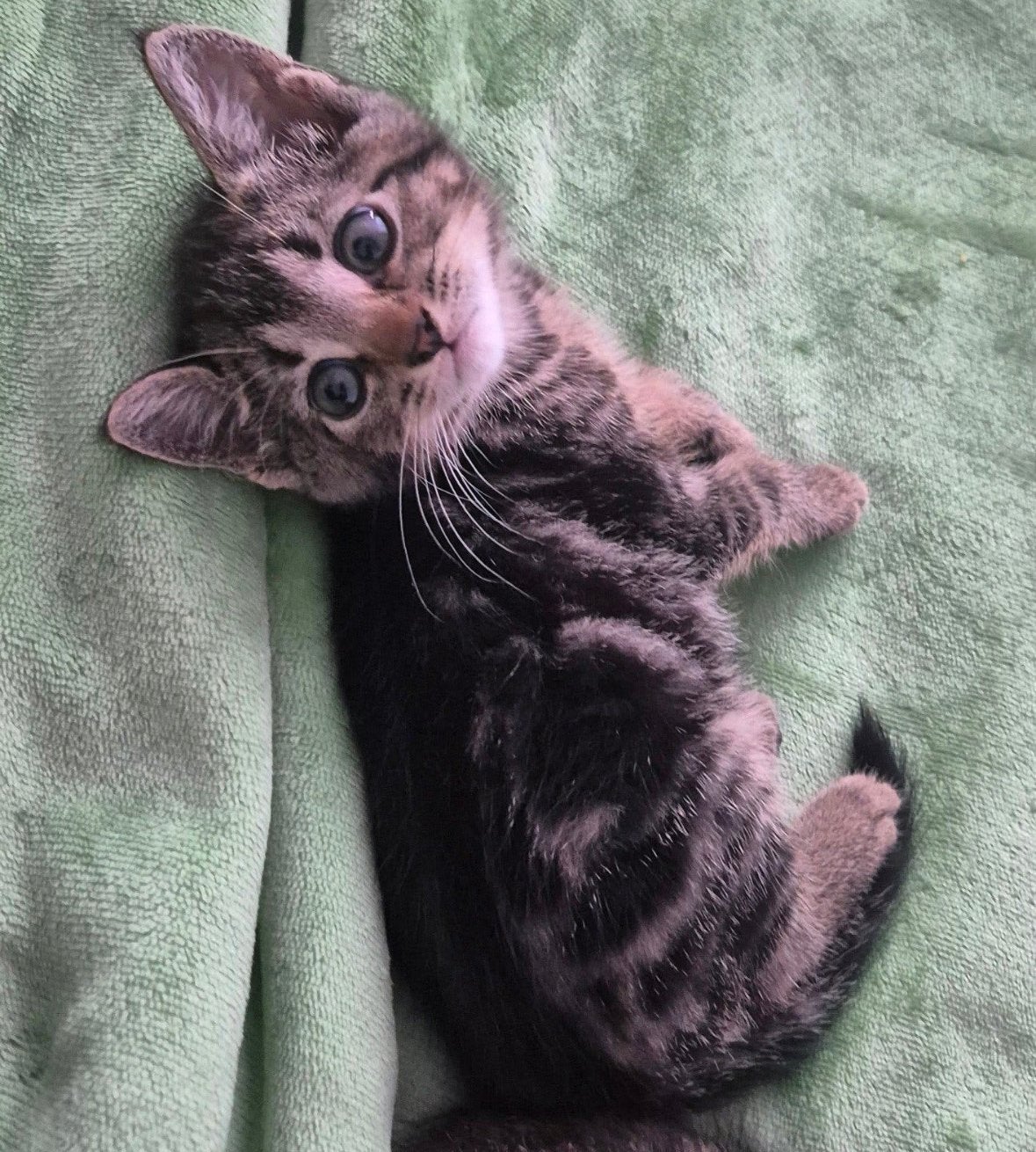 Bengaalse Kitten met Toebehoren, Poes, 0 tot 2 jaar