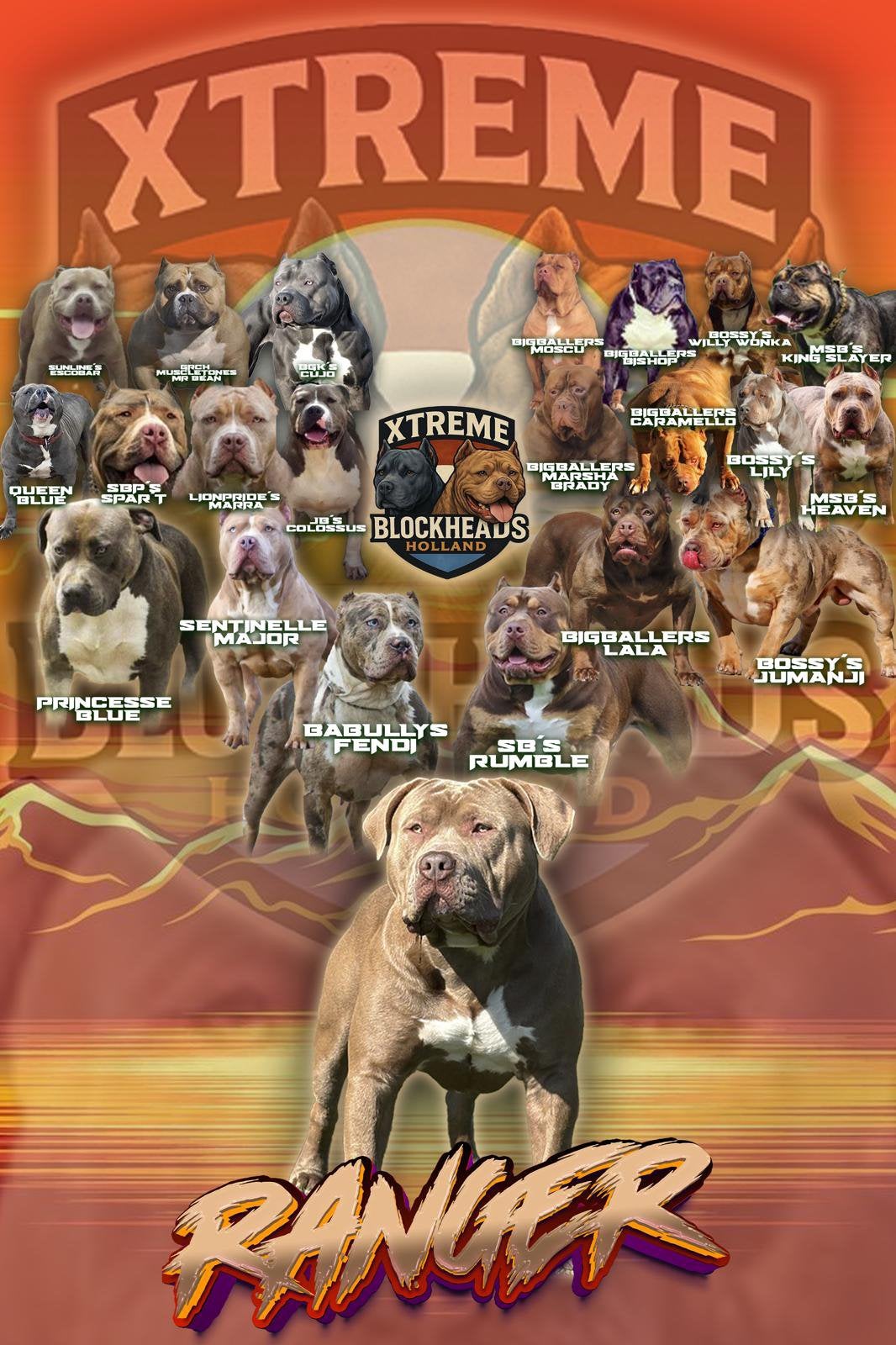American Bully XL Dekreu – RANGER, Reu, 1 tot 2 jaar, Eén hond, CDV (hondenziekte)