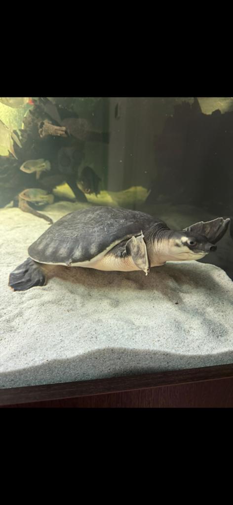 Fly river turtle Turtle - unknown for sale from Michael
