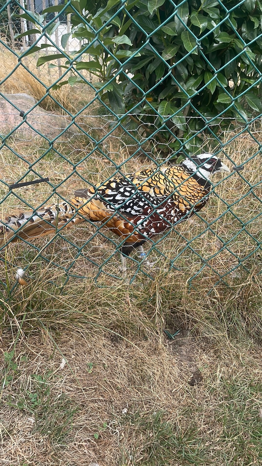 Koningsfazanten, Meerdere dieren, Geringd