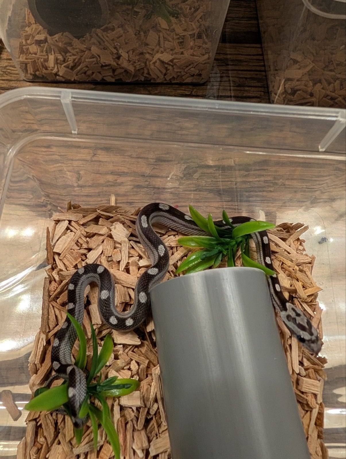 Super mooie korenslangen (genen bommetjes) Corn Snake photo 20