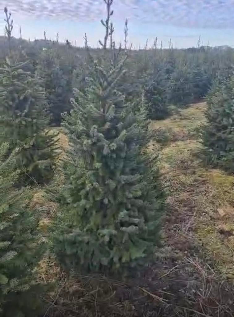 Kerstbomen Picea Omorika 175/225, Volle zon, 100 tot 250 cm, Zomer, Overige soorten