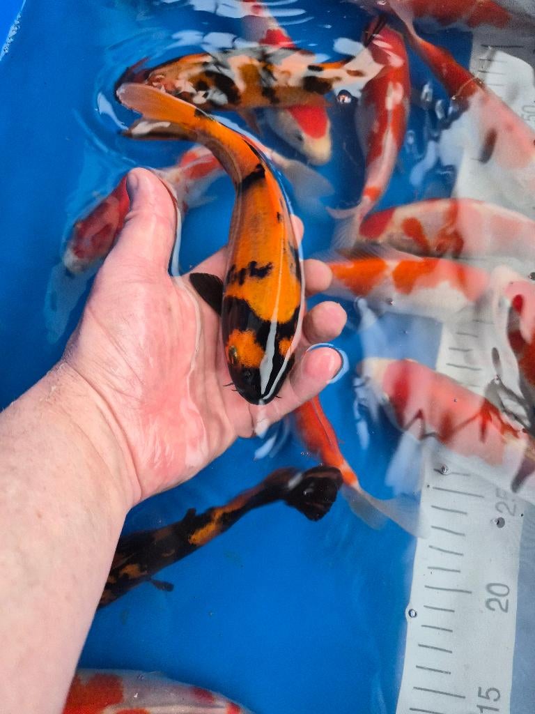 Terneuzen koi, Dieren en Toebehoren, Karper of Koi