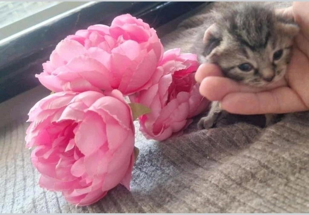 Nog 3 kittens(meisjes) ragdoll, Meerdere dieren, 0 tot 2 jaar