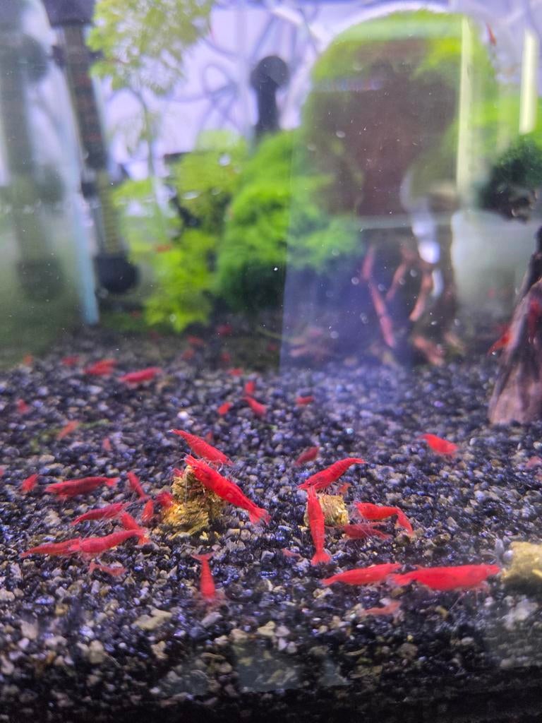 Bloody mary Garnalen, Kreeft, Krab of Garnaal