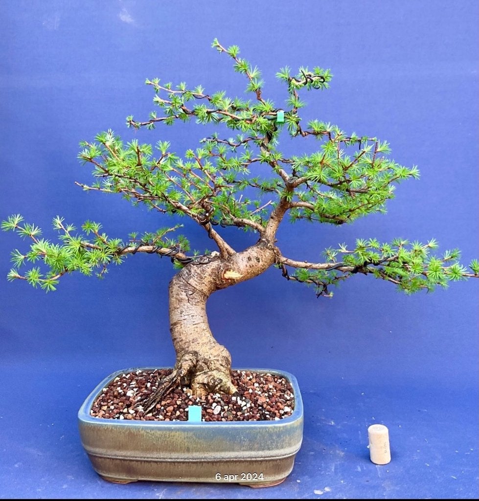 Bonsai larix, Tuin en Terras, Planten | Bomen, In pot, Bloeit niet, Halfschaduw, Minder dan 100 cm