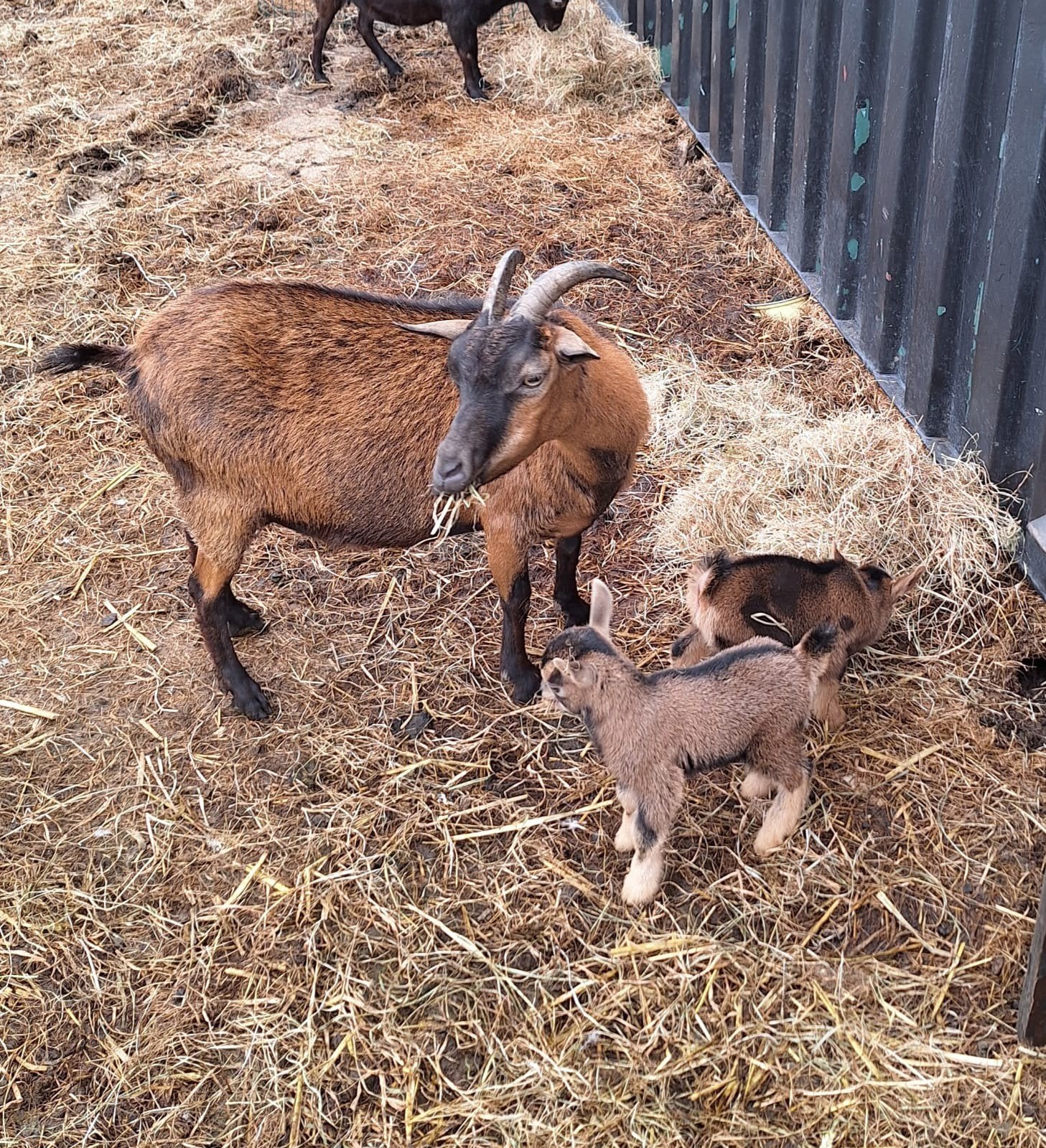 Dwerggeiten, Meerdere dieren, Geit, 0 tot 2 jaar