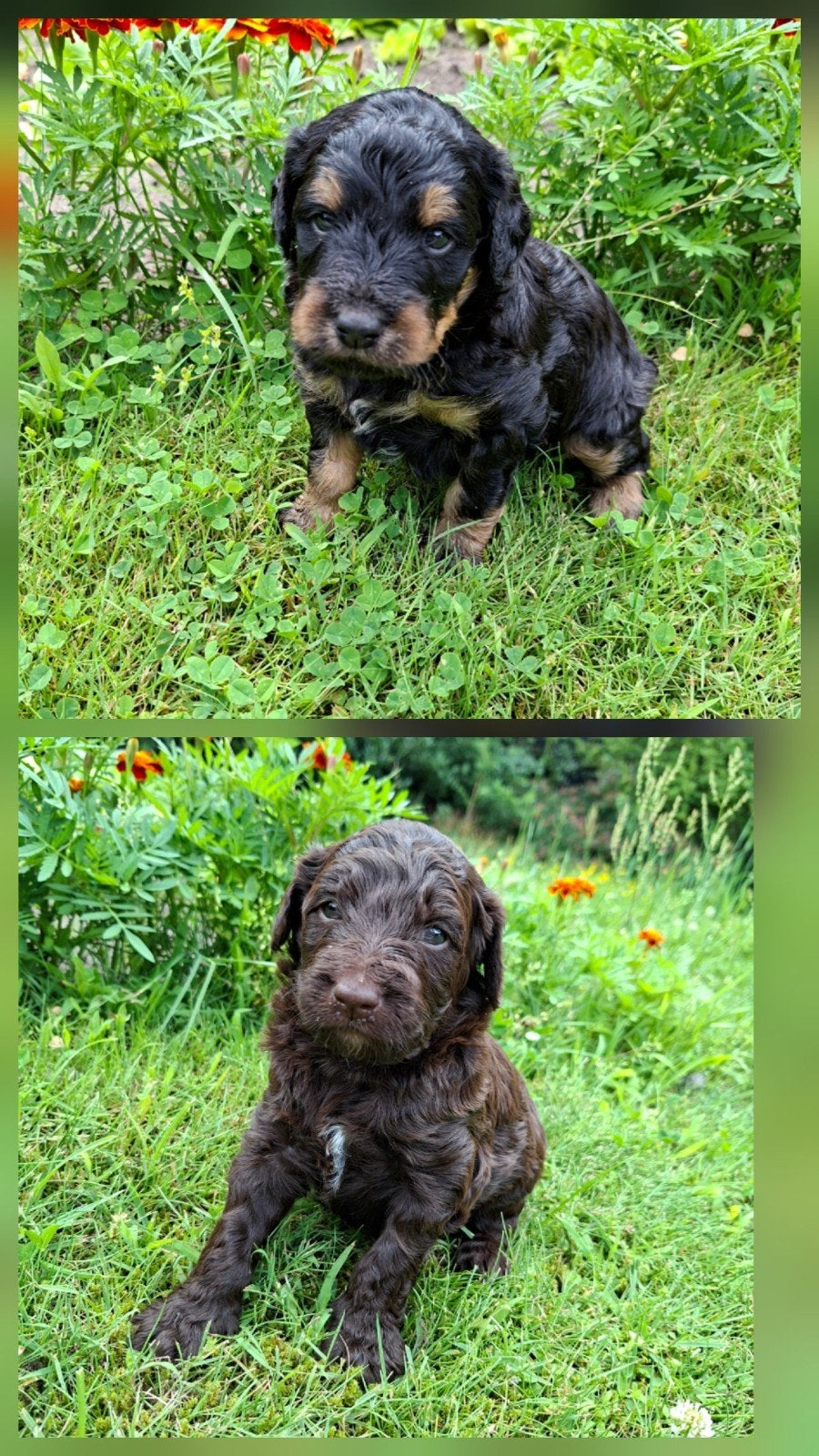 Labradoodle pups., Dieren en Toebehoren, Honden | Niet-rashonden, 8 tot 15 weken, Meerdere, Meerdere dieren, Nederland