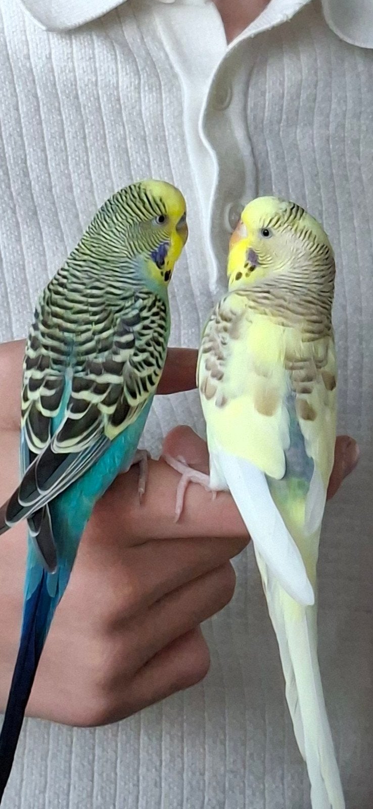 koppel grasparkieten, super lief., Meerdere dieren, Parkiet