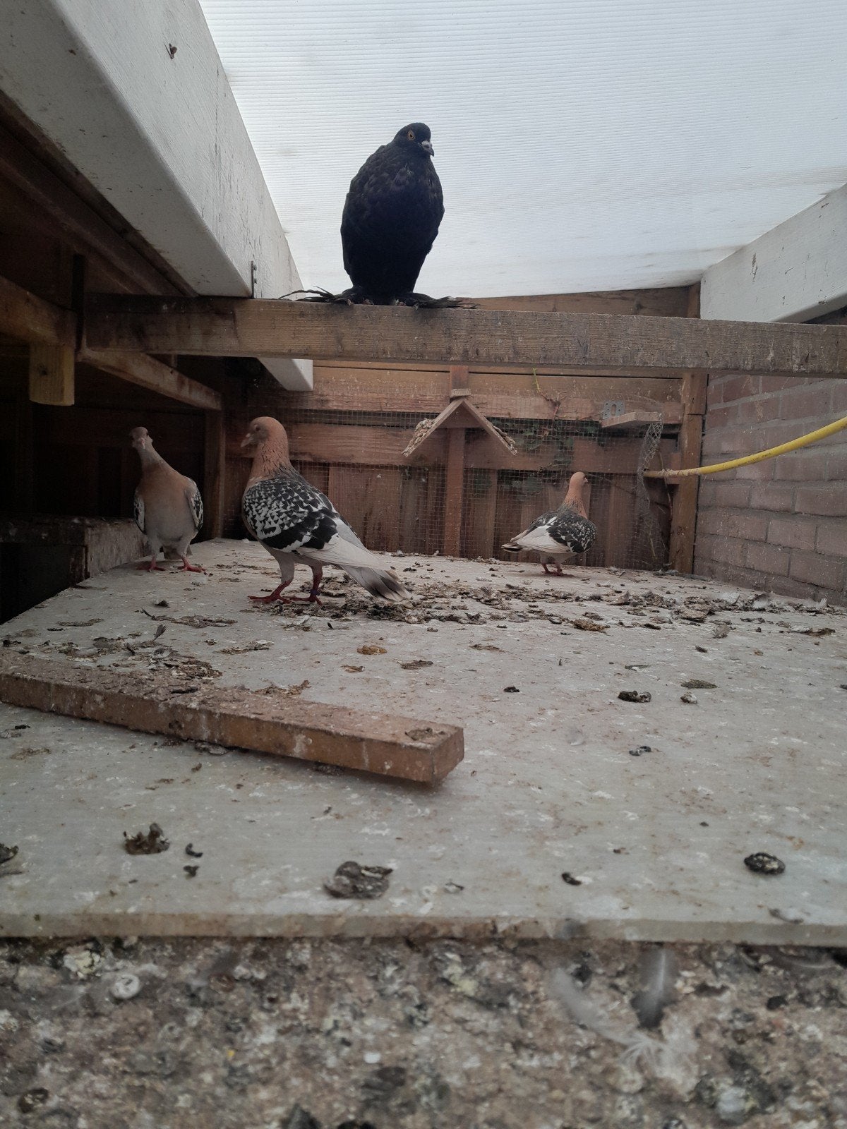 Neurenberger leeuwerik duiven, Meerdere dieren