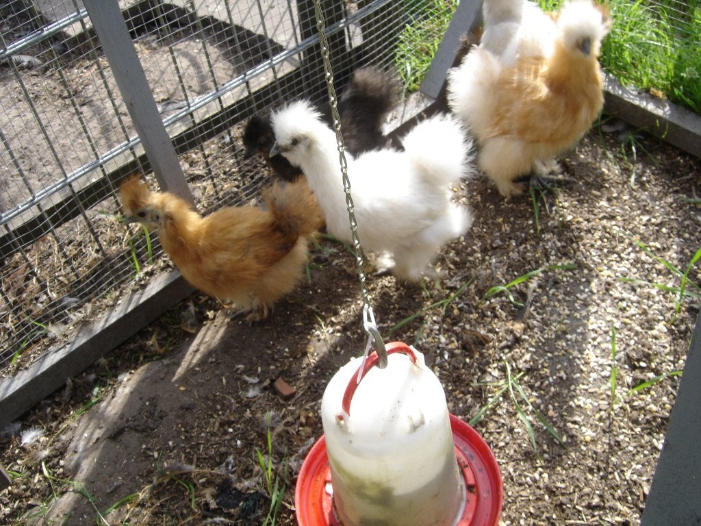 zijde hoenders, Meerdere dieren, Kip