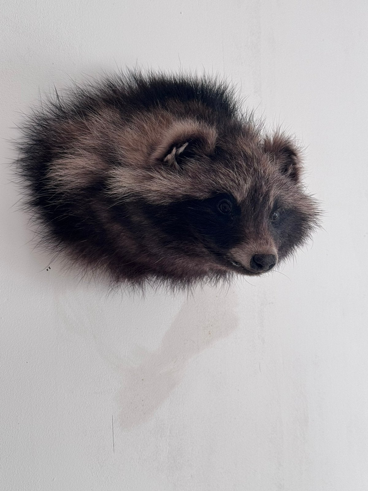 Wasbeerhond taxidermie, Ophalen, Insect, Opgezet dier