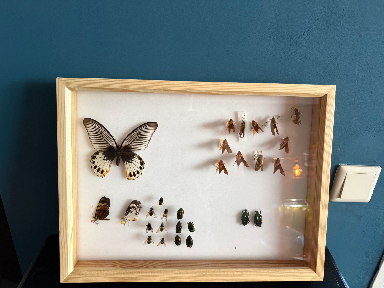 Geprepareerde insecten in een glazen box, Ophalen, Gebruikt, Insect, Opgezet dier