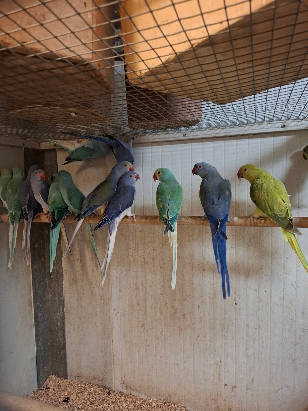 16 Halsband parkieten in mooie aparte kleuren, Dieren en Toebehoren, Vogels | Parkieten en Papegaaien, Meerdere dieren, Parkiet