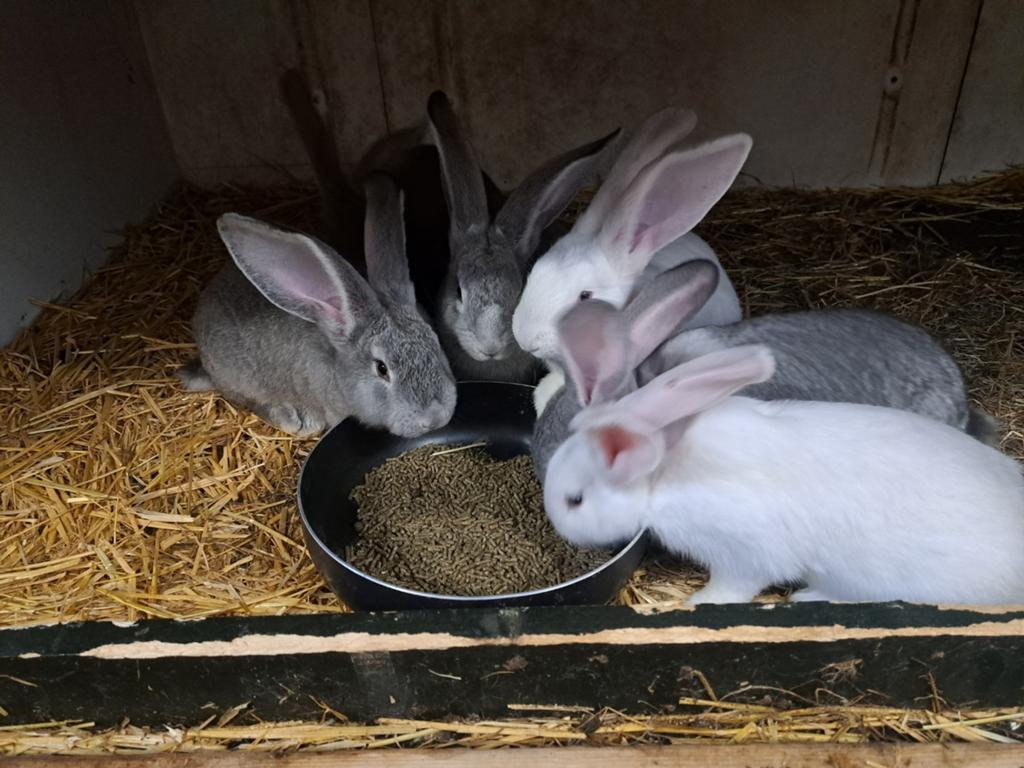 Te koop Jonge  Vlaamse reuze konijnen, Dieren en Toebehoren, Konijnen