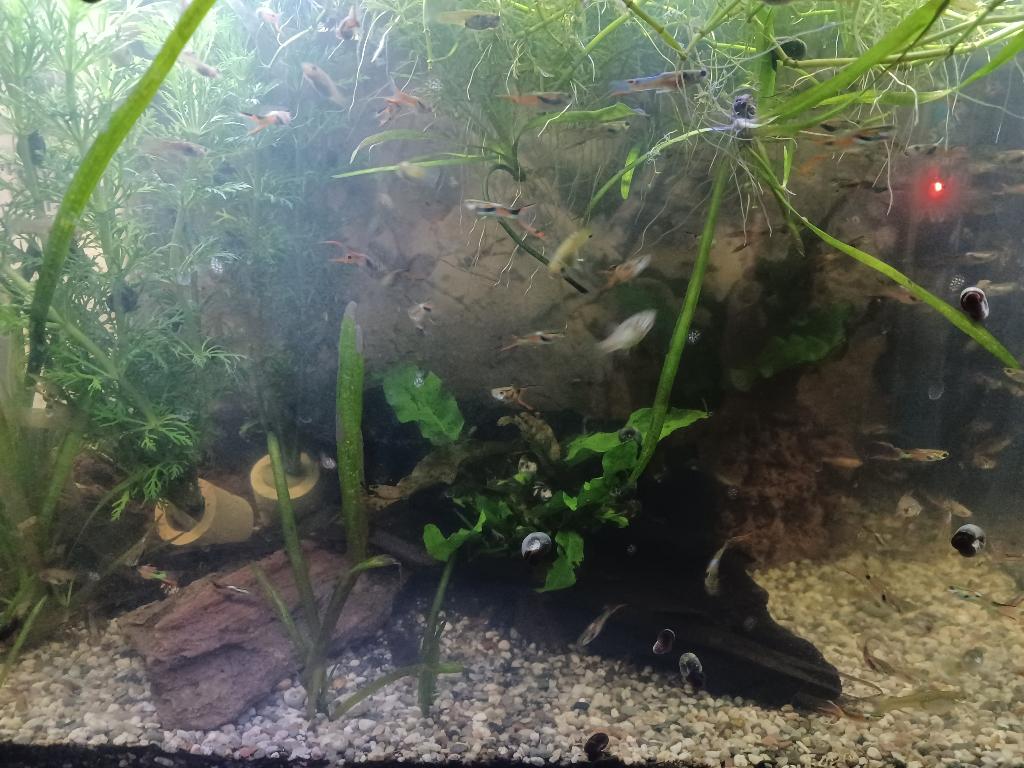 aquarium vissen Guppy (Endler), Ophalen, Nieuw, Gevuld zoetwateraquarium