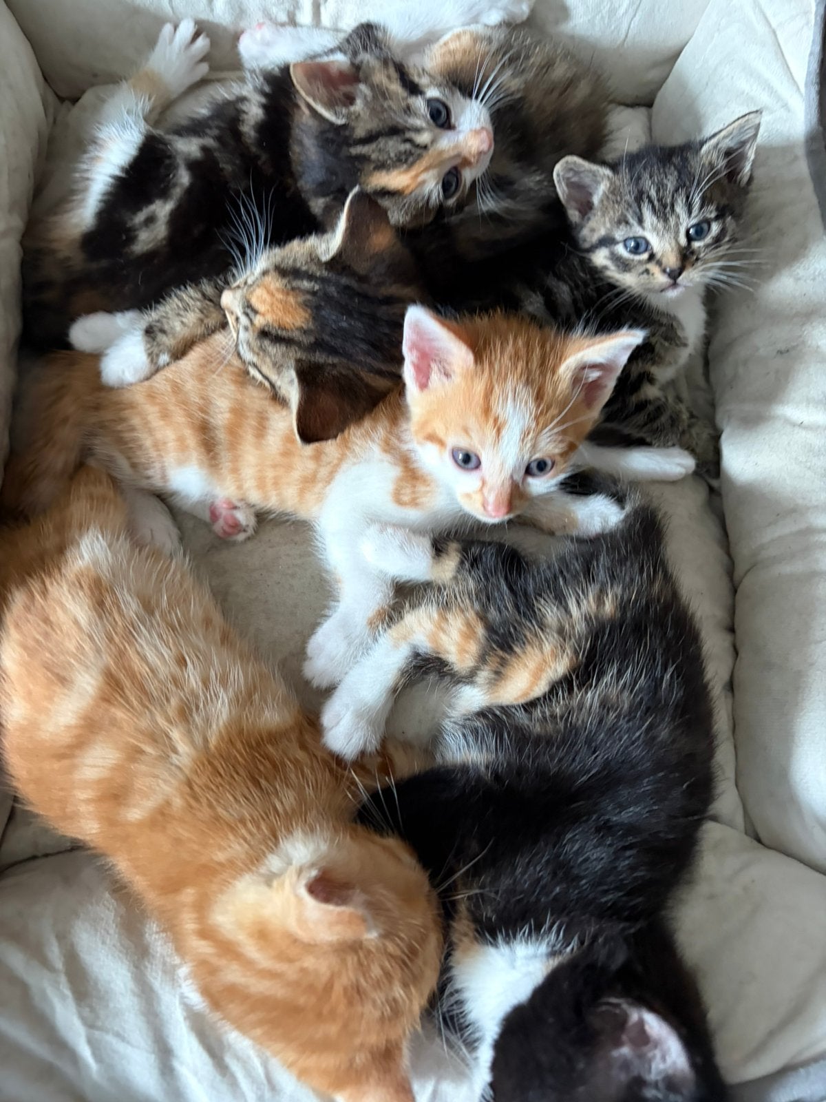 Kittens, Poes