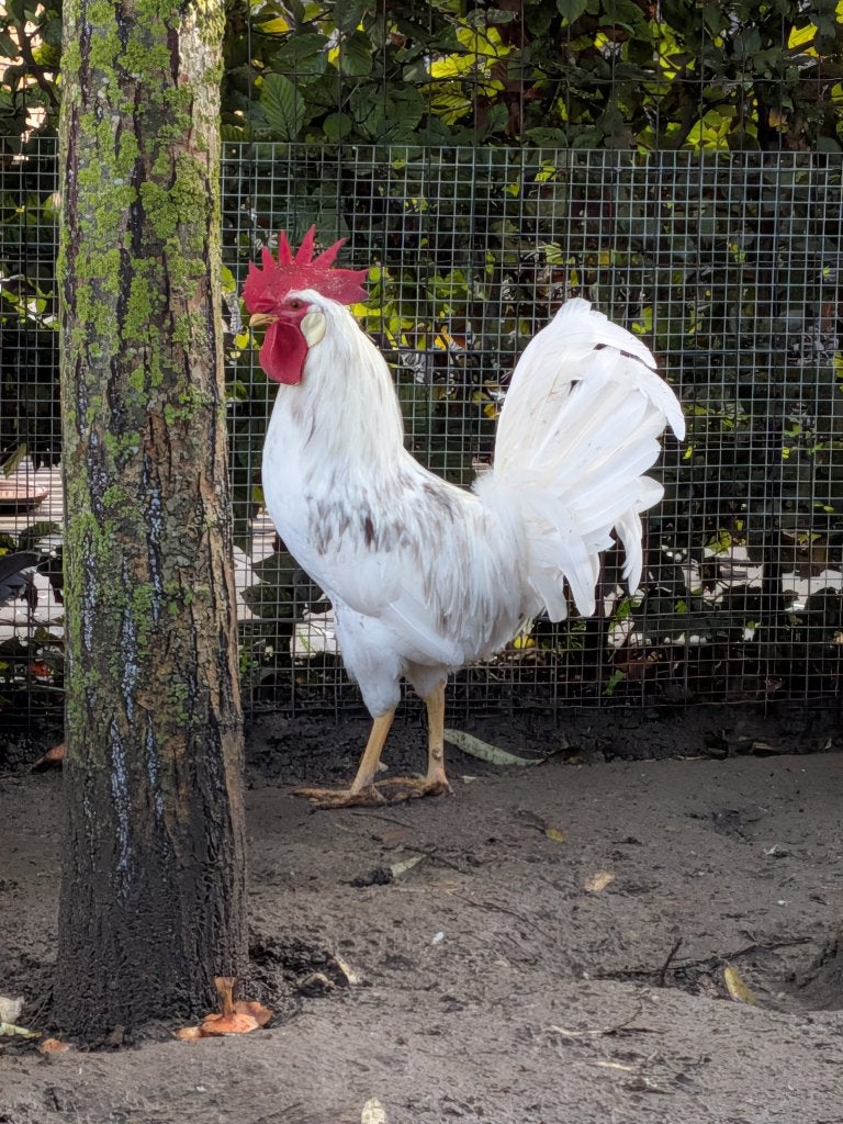 Bonte leghorn haan (grijs/blauw) evt incl 4 hennen, Dieren en Toebehoren, Meerdere dieren, Kip