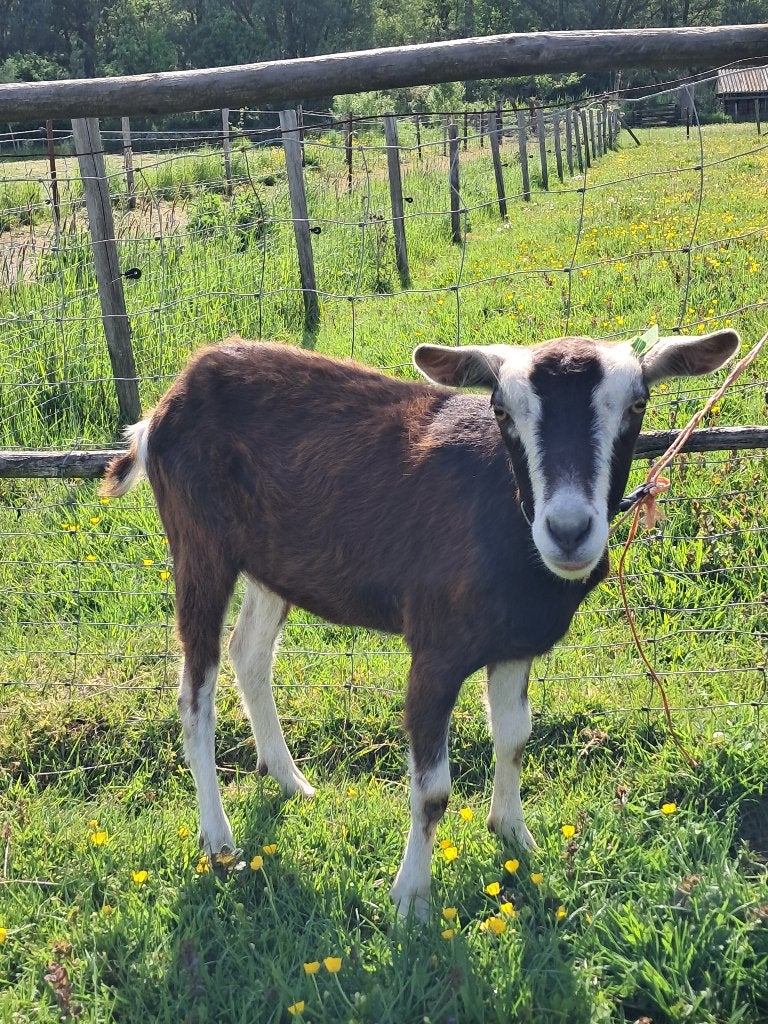 toggenburger  geitlam, Vrouwelijk, Geit, 0 tot 2 jaar