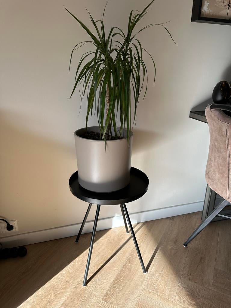 Dracaena plant met plantenbak en zwart tafeltje, Huis en Inrichting, Kamerplanten, Overige soorten, Minder dan 100 cm, Groene kamerplant