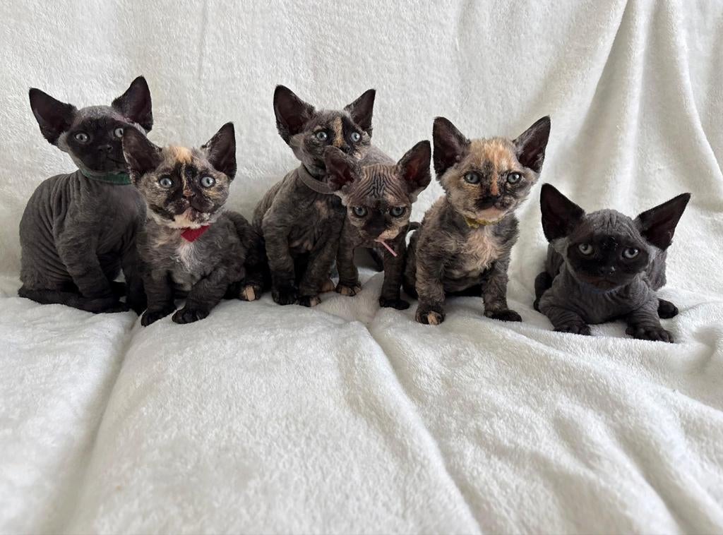 Devon rex kittens, Dieren en Toebehoren, Katten en Kittens | Overige Katten, Meerdere dieren