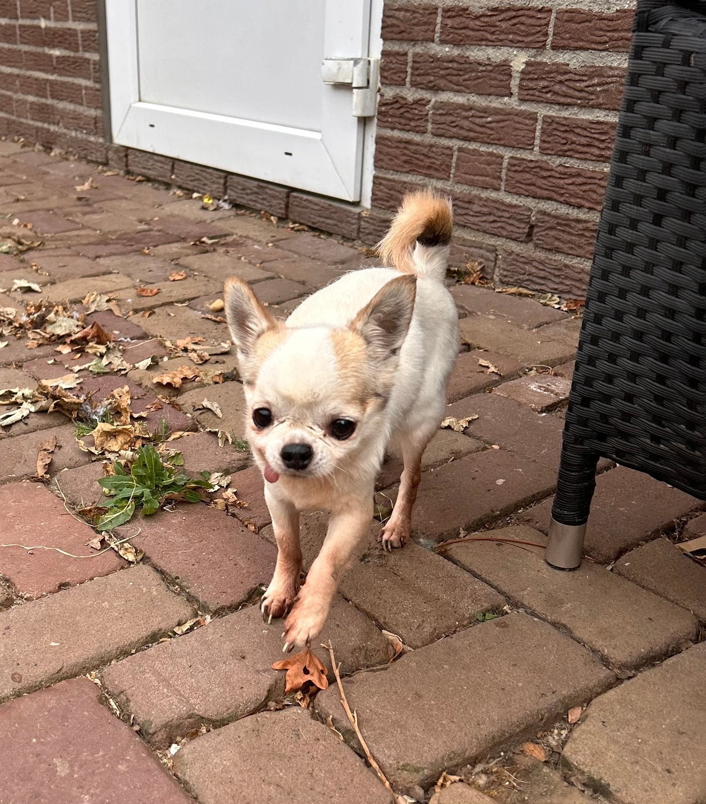 Gucci, klein chihuahua reutje gecastreerd 9 jaar, 6 jaar of ouder, Parvo, Reu, Eén hond