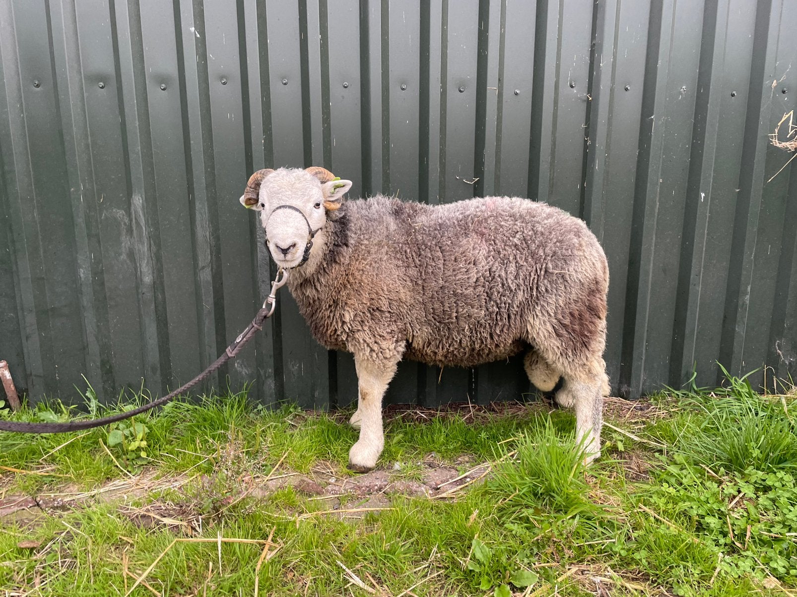 Mooie 1,5 oude herdwick dekram, Mannelijk, Schaap