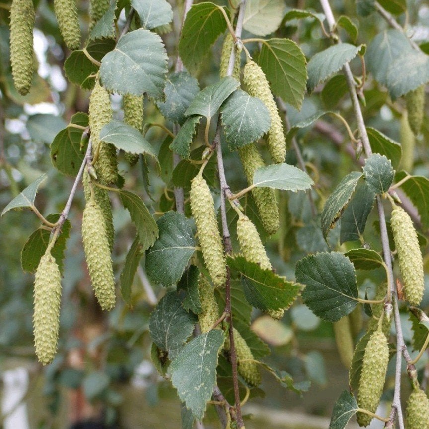 Zilverberk (Betula pendula) - Groot exemplaar | OP = OP, Tuin en Terras, Planten | Bomen, Ophalen, Volle zon, Overige soorten