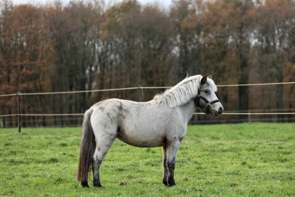 Mooie brave gereden appaloosa merrie 110 cm 7 jaar, Dieren en Toebehoren, Pony's, Merrie, A pony (tot 1.17m), 7 tot 10 jaar, Recreatiepony